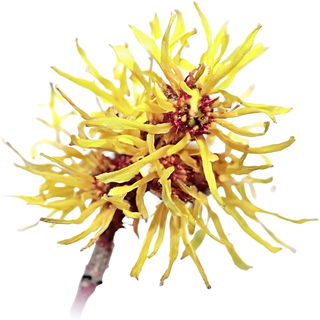 Witch hazel