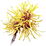 Hamamelis