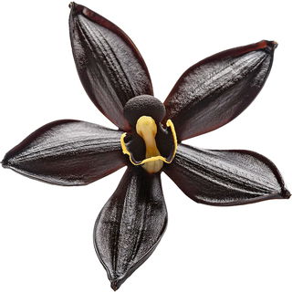 Black vanilla orchid