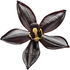 Black vanilla orchid