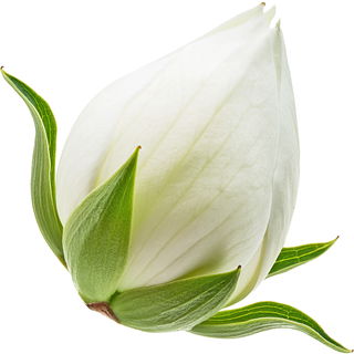 Floral notes