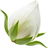 blumige Noten
