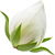 blumige Noten