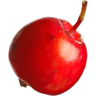 Tea crabapple