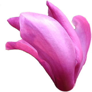 Purpur-Magnolie