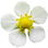 Woodland strawberry blossom
