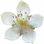 Loquat blossom