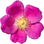 Rosa woodsii