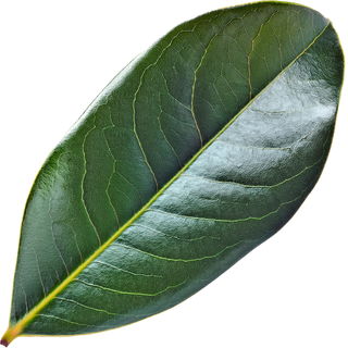 Magnolienblatt