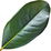 Magnolia leaf