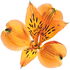 Peruvian lily