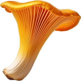 Chanterelle