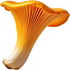 Chanterelle