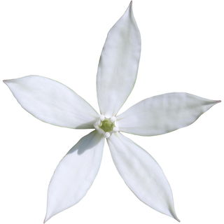 Karo Karounde