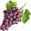 Vine