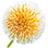 Cadam tree blossom