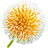 Cadam tree blossom