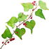 Smilax