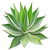 Agave