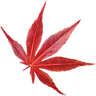 Japanischer Fächerahorn