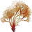 Brown algae