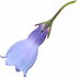 Mountain bluebell