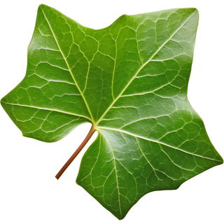 Ivy