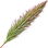 Sweet vernal grass absolute