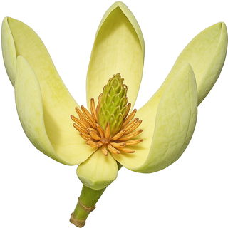Gurken-Magnolie