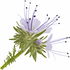 Blue tansy