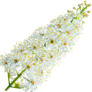 Lorbeerblüte