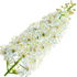 Lorbeerblüte