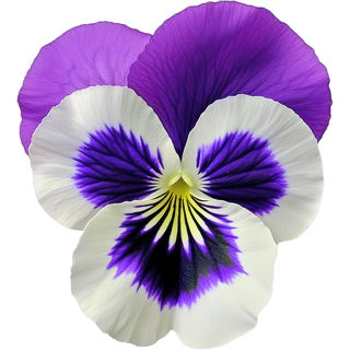 Pansy