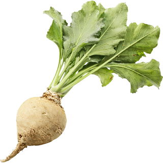 Sugar beet