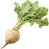 Sugar beet