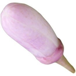 Zitronatzitronenknospe
