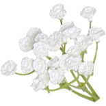 Baby's breath