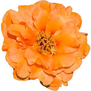 Moss-rose