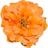 Moss-rose