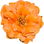 Moss-rose