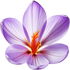 Saffron blossom