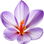 Saffron blossom