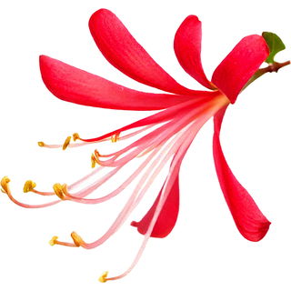 Geißblatt
