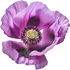 Opium poppy