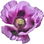 Opium poppy