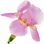 Pink iris