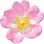Heckenrose