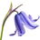 Glockenblume