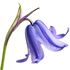Glockenblume