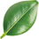 Boxwood